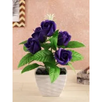 Dark Purple Rose Plant